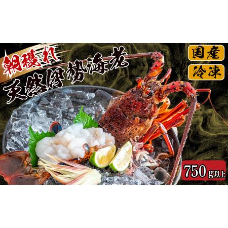 ふるさと納税 伊勢海老 750〜850g 冷凍 鍋 刺身 高級 伊勢エビ イセエビ 高知県 須崎市 ...