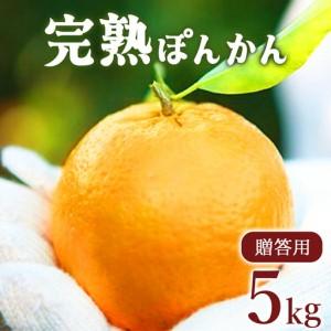 ふるさと納税 完熟ぽんかん 贈答用 5kg【株式会社フクチャンFARM】 高知県東洋町