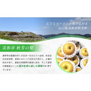 ふるさと納税 美祢市 二十世紀梨 (約3kg)...の詳細画像1
