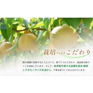ふるさと納税 美祢市 二十世紀梨 (約3kg)...の詳細画像2