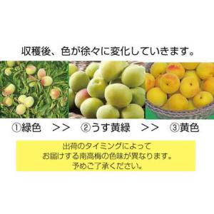 ふるさと納税 【梅干・梅酒用】熟南高梅 10k...の詳細画像2