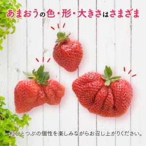 ふるさと納税 人気1位獲得謝礼品★限定品★博多...の詳細画像1