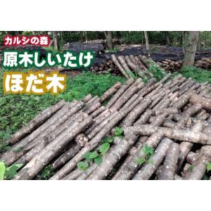 ふるさと納税 Y-0801 原木しいたけ栽培 ほだ木（１本） 北海道新得町