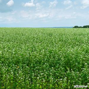 ふるさと納税 新得韃靼そば茶 12箱 | 新得...の詳細画像3