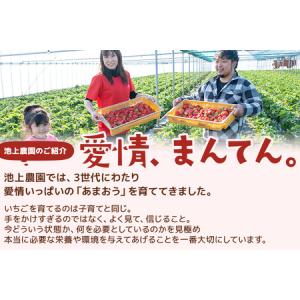 ふるさと納税 ふるなび限定 フローズンあまおう...の詳細画像3