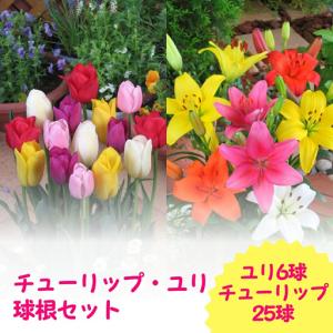 ふるさと納税 【期間限定】チューリップ・ユリ球根セット | 新潟県 球根 五泉市 新潟県五泉市