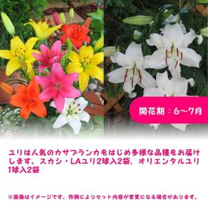 ふるさと納税 【期間限定】チューリップ・ユリ球...の詳細画像1