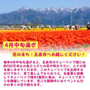 ふるさと納税 【期間限定】チューリップ・ユリ球...の詳細画像4