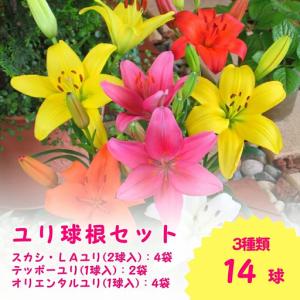 ふるさと納税 【期間限定】ユリ球根セット 計14球 (スカシ・LAユリ8球/テッポーユリ2球/オリエンタルユリ4球) | 新潟県五泉市 ゆり 球根 カサブ.. 新潟県五泉市