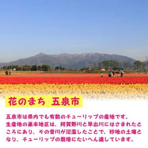 ふるさと納税 【期間限定】ユリ球根セット 計1...の詳細画像2