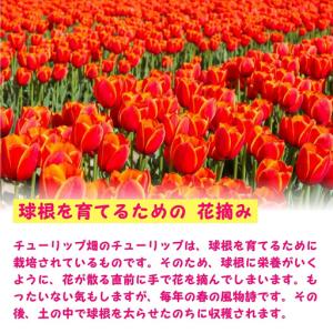 ふるさと納税 【期間限定】ユリ球根セット 計1...の詳細画像3