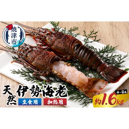ふるさと納税 a80-031　伊勢海老 三昧セットB 刺身用＋焼物用 静岡県焼津市
