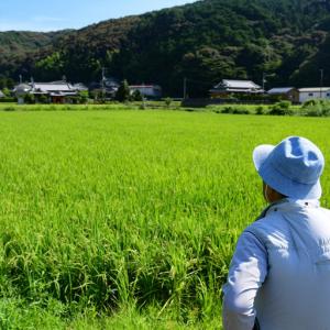 ふるさと納税 【新米】 先行予約 新米 令和9...の詳細画像3