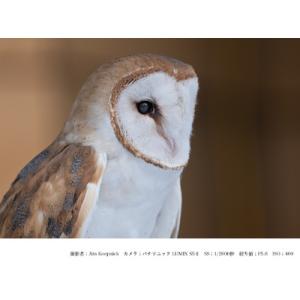 ふるさと納税 SIGMA 500mm F5.6...の詳細画像3