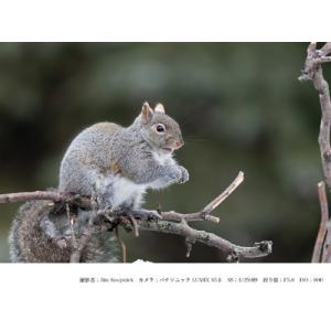 ふるさと納税 SIGMA 500mm F5.6...の詳細画像4
