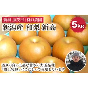 ふるさと納税 【2026年先行予約】和梨 新高 5kg（5?9玉）《10月上旬から順次発送》 新潟県加茂市