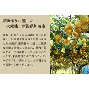 ふるさと納税 【2026年先行予約】【家庭用】...の詳細画像2