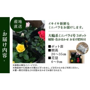ふるさと納税 産地直送 おまかせ 大輪系 ミニ...の詳細画像4