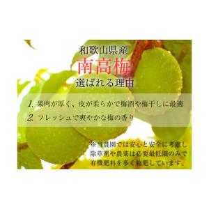 ふるさと納税 【梅干・梅酒用】大玉4Lサイズ1...の詳細画像1