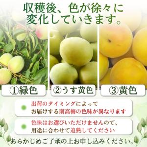 ふるさと納税 【梅干・梅酒用】大玉4Lサイズ1...の詳細画像2
