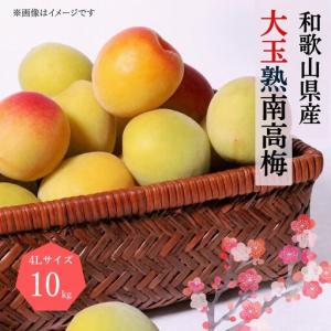 ふるさと納税 【梅干・梅酒用】大玉4Lサイズ10...の商品画像