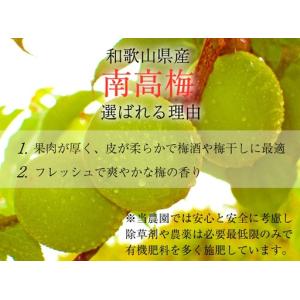 ふるさと納税 【梅干・梅酒用】大玉4Lサイズ1...の詳細画像1