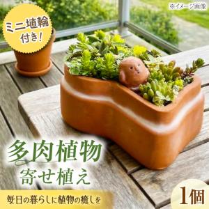 ふるさと納税 多肉植物 寄せ植え 前方後円墳型 多肉植物 BLAW008 大阪府藤井寺市