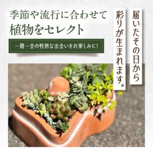 ふるさと納税 多肉植物 寄せ植え 前方後円墳型...の詳細画像3
