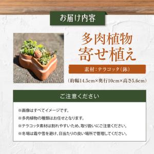 ふるさと納税 多肉植物 寄せ植え 前方後円墳型...の詳細画像4