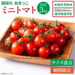 ふるさと納税 【先行予約★2026年5月中旬頃〜順次発送！】【人気商品】朝採れ あまっこ ミニトマト...