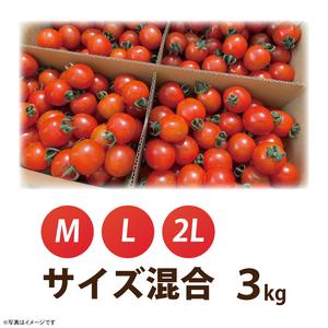 ふるさと納税 【先行予約★2026年5月中旬頃...の詳細画像1