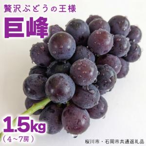 ふるさと納税 《 2026年 収穫分 》 種あり 巨峰 1.5kg 4〜7房 (桜川市・石岡市共通返礼品) 先行予約 石田ぶどう園 国産 茨城県 桜川市 ぶどう ブ.. 茨城県桜川市