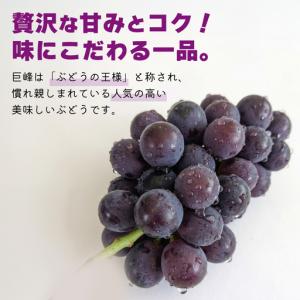 ふるさと納税 《 2026年 収穫分 》 種あ...の詳細画像1