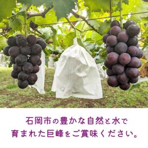 ふるさと納税 《 2026年 収穫分 》 種あ...の詳細画像2
