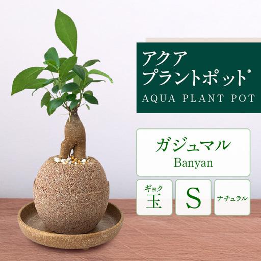 ふるさと納税 アクアプラントポットR　玉Ｓ 植木鉢ガジュマル（2126） 愛知県知立市