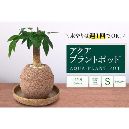 ふるさと納税 アクアプラントポットR　玉Ｓ 植木鉢パキラ（2127） 愛知県知立市