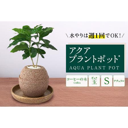 ふるさと納税 アクアプラントポットR　玉Ｓ 植木鉢コーヒーの木（2128） 愛知県知立市