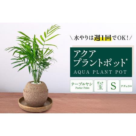 ふるさと納税 アクアプラントポットR　玉Ｓ 植木鉢テーブルヤシ（2129） 愛知県知立市