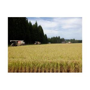 ふるさと納税 【通年受付】令和7年産魚沼産新之...の詳細画像4