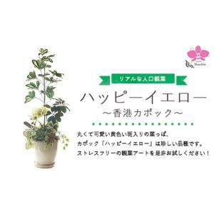 ふるさと納税 香港カポック「ハッピーイエロー」 ※北海道・沖縄・離島への配送不可 神奈川県相模原市