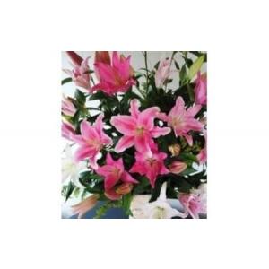 ふるさと納税 ZA-7 オリエンタルユリ　花束(１２回発送) 期間限定 数量限定 減農薬 有機栽培 大輪 豪華 オリエンタルユリ ユリ 百合 ゆり 花 お.. 佐賀県太良町