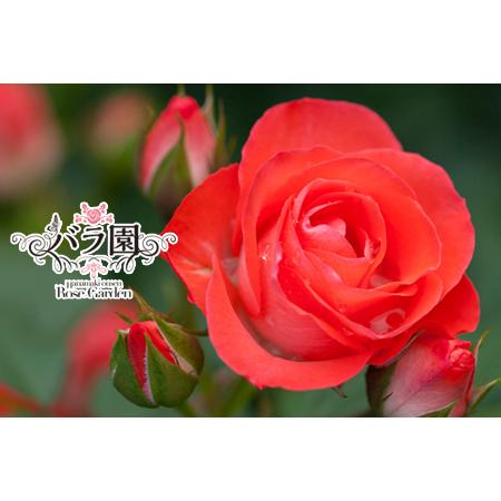 ふるさと納税 ＜予約受付＞花巻温泉バラ園 オリジナル品種「花巻おとめ80」　新苗　＜2026年6月よ...