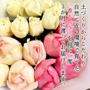 ふるさと納税 【3ヶ月定期便】 バラ 花束 ブ...の詳細画像1
