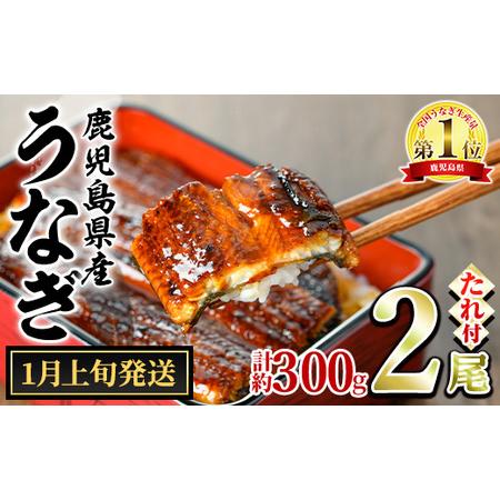 ふるさと納税 ＜1月上旬発送予定＞東串良町のうなぎ蒲焼(無頭)(2尾・計約300g・タレ、山椒付) ...