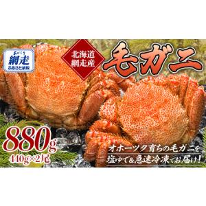 ふるさと納税 網走産 毛ガニ 440g×2尾 【 ふるさと納税 人気 おすすめ ランキング 毛蟹 毛ガニ 毛がに 浜茹で まるごと 2尾 かに味噌 北海.. 北海道網走市