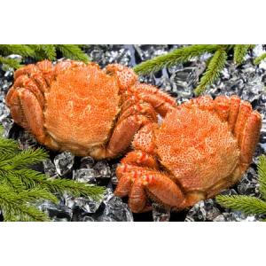 ふるさと納税 網走産 毛ガニ 440g×2尾 ...の詳細画像1