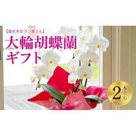 ふるさと納税 蘭 洋蘭 大輪胡蝶蘭 2本立ち（高さ70〜80cm／幅約40cm） 熊本県宇城市