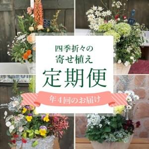 ふるさと納税 【年4回定期便】 花 テラコッタ 寄せ植え 季節 花苗 おまかせ ガーデニング フラワー インテリア 庭 定期便 頒布会 | 静岡県藤枝市