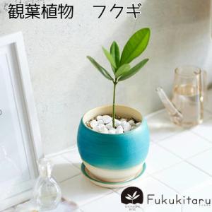 ふるさと納税 Fukukitaru-フクキタル-...の商品画像