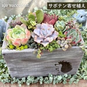 ふるさと納税 多肉植物 木箱寄せ植え ／ aju succulent 植物 インテリア アレンジ ガーデニング 15種 そのまま飾れる プレゼント ギフト 奈良県 .. 奈良県葛城市